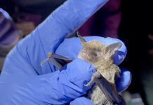 ADCNR: Celebration of bats continues at Wildlife and Freshwater Fisheries