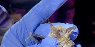 ADCNR: Celebration of bats continues at Wildlife and Freshwater Fisheries