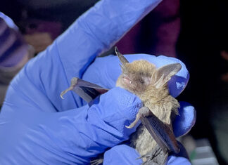 ADCNR: Celebration of bats continues at Wildlife and Freshwater Fisheries