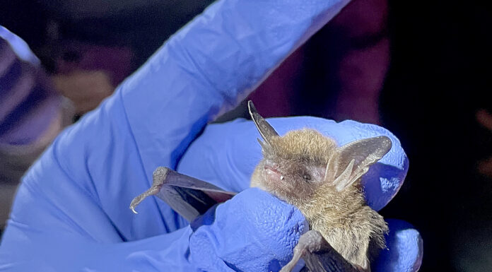 ADCNR: Celebration of bats continues at Wildlife and Freshwater Fisheries