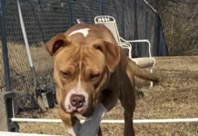 Pet of the week: Serve with Sarge