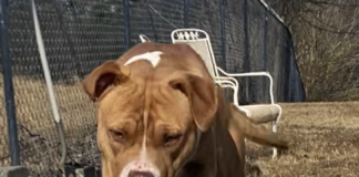 Pet of the week: Serve with Sarge