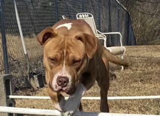 Pet of the week: Serve with Sarge