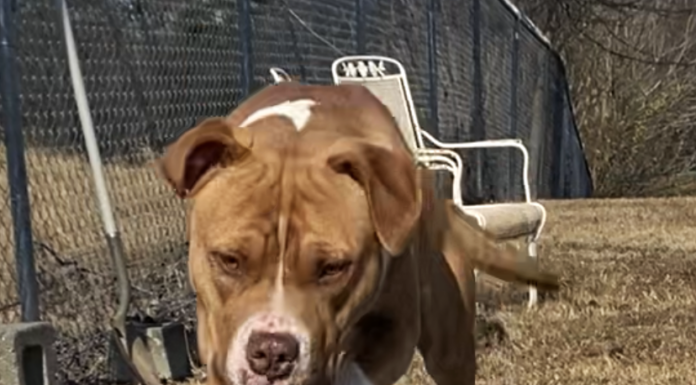 Pet of the week: Serve with Sarge