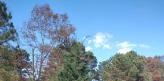 2023 Festival of Trees begins Dec. 3