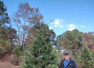 2023 Festival of Trees begins Dec. 3