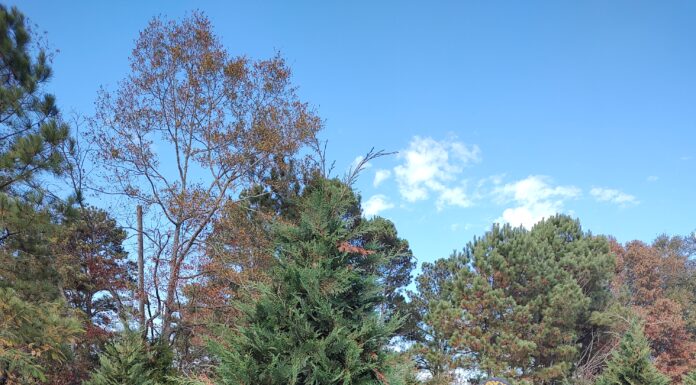 2023 Festival of Trees begins Dec. 3