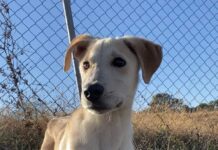 Pet of the week: Find a noble friend in Alvin