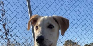 Pet of the week: Find a noble friend in Alvin