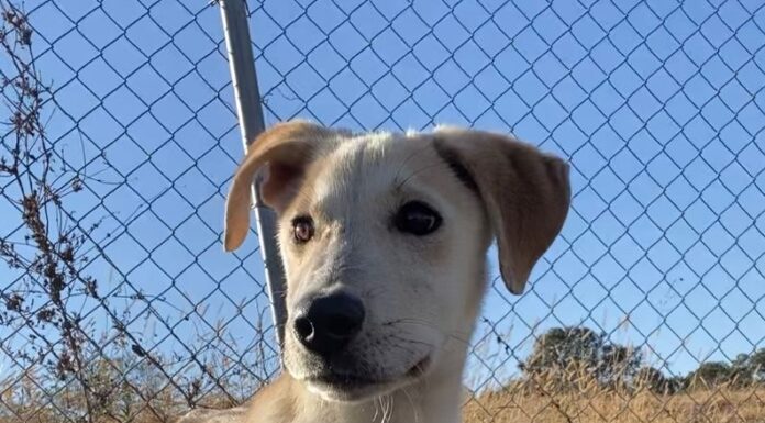 Pet of the week: Find a noble friend in Alvin