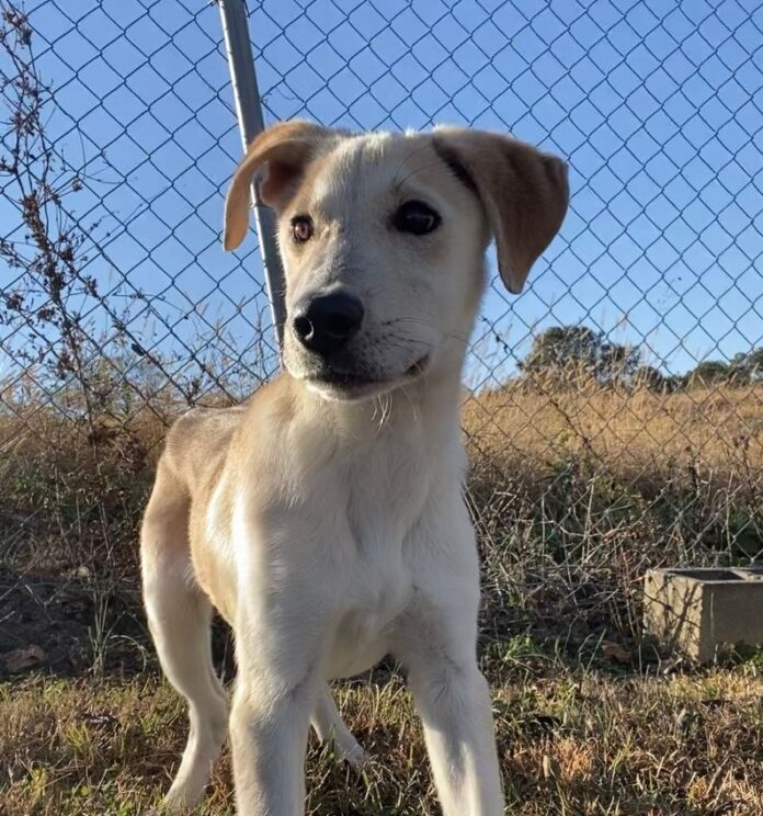 Pet of the week Find a noble friend in Alvin The Cullman Tribune