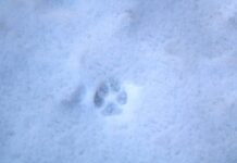 Preparing pets for freezing temps: Indoors and outdoors