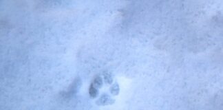 Preparing pets for freezing temps: Indoors and outdoors