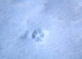 Preparing pets for freezing temps: Indoors and outdoors