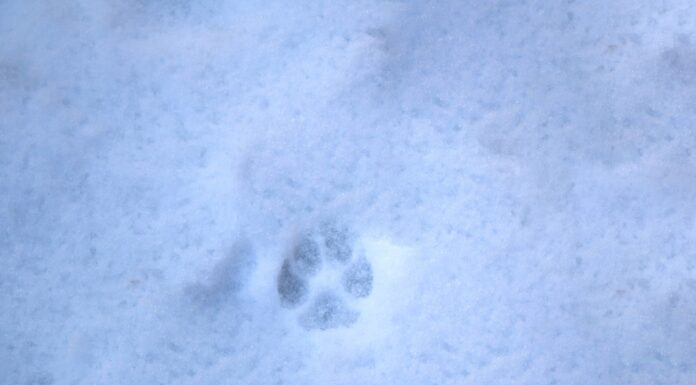 Preparing pets for freezing temps: Indoors and outdoors