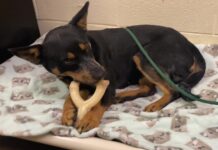 Pet of the week: Witness the glory of Glory