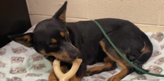 Pet of the week: Witness the glory of Glory