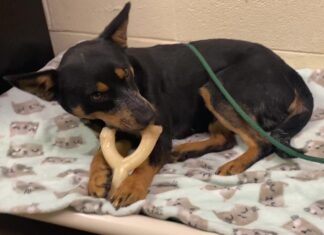 Pet of the week: Witness the glory of Glory