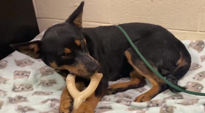 Pet of the week: Witness the glory of Glory