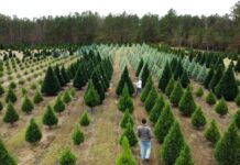 How to dispose of your Christmas tree in the city of Cullman