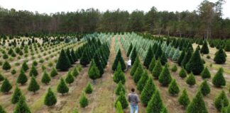 How to dispose of your Christmas tree in the city of Cullman