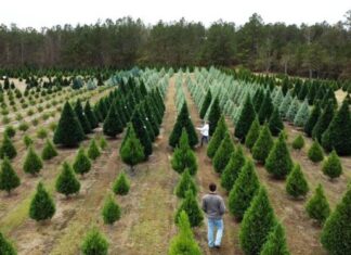 How to dispose of your Christmas tree in the city of Cullman