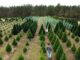 How to dispose of your Christmas tree in the city of Cullman
