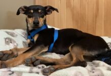 Pet of the week: Romp around with Rogelio