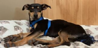 Pet of the week: Romp around with Rogelio