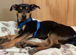 Pet of the week: Romp around with Rogelio