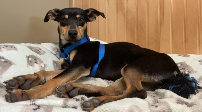 Pet of the week: Romp around with Rogelio