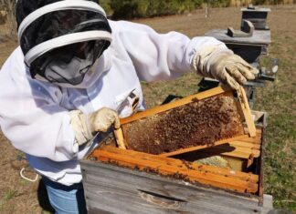 ACES: Buzz surrounding 29th annual Beekeeping Symposium and Honey Show