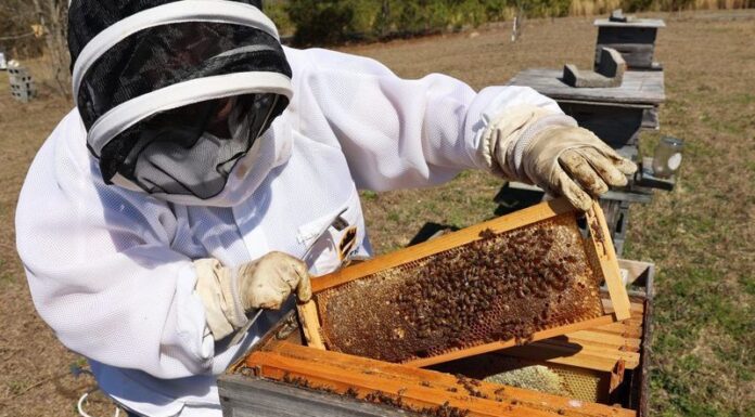 ACES: Buzz surrounding 29th annual Beekeeping Symposium and Honey Show