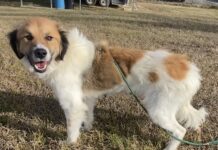 Pet of the week: Becky