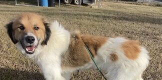 Pet of the week: Becky