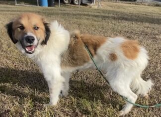 Pet of the week: Becky