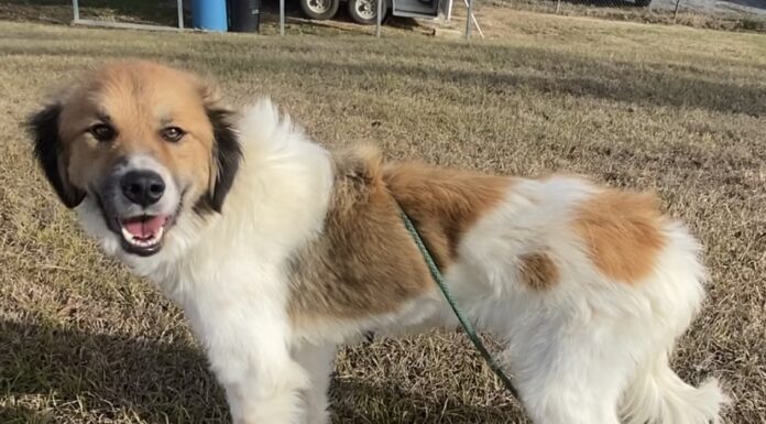 Pet of the week: Becky