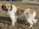 Pet of the week: Becky