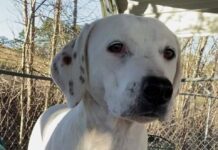 Pet of the week: Spend the holidays with LuLu