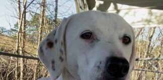 Pet of the week: Spend the holidays with LuLu