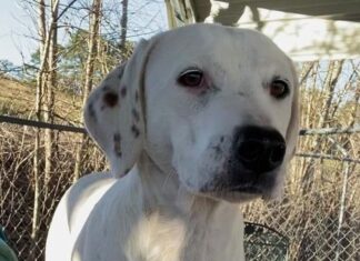 Pet of the week: Spend the holidays with LuLu