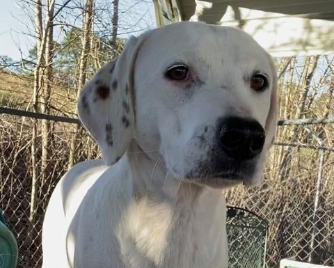 Pet of the week: Spend the holidays with LuLu