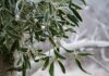 ACES: Mistletoe- holiday friend or forest foe?