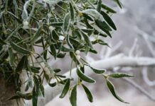 ACES: Mistletoe- holiday friend or forest foe?