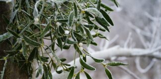 ACES: Mistletoe- holiday friend or forest foe?