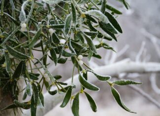ACES: Mistletoe- holiday friend or forest foe?