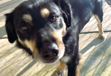 Pet of the week: Treasure your time with Trevor