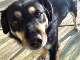 Pet of the week: Treasure your time with Trevor