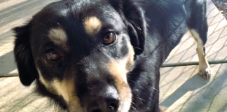 Pet of the week: Treasure your time with Trevor