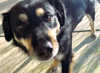 Pet of the week: Treasure your time with Trevor